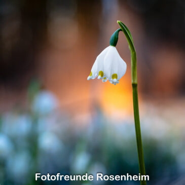 Bilder des Monats 2026